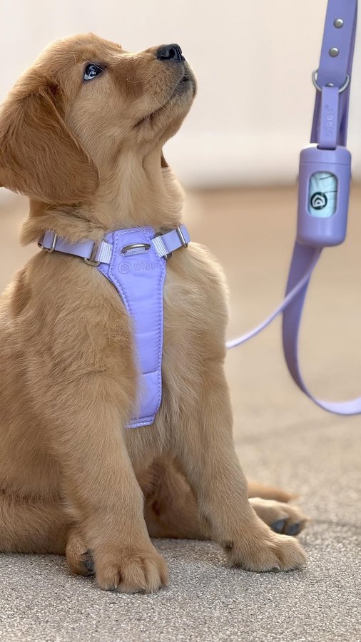 Instagram post by @layla_the_goldengirl for Diggs. Caption reads: How beautiful is this lavender color DIGGS walk....