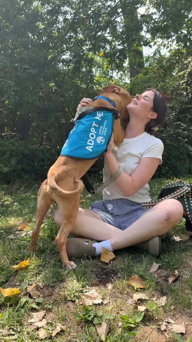 Instagram post by @simonsits for Milk-Bone. Caption reads: #ad Me and adoptable dogs go together like dogs....