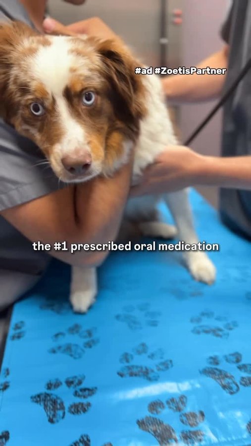 Instagram post by @mattyandkaido for Zoetis Petcare. Caption reads: #ad #ZoetisPartner I was overlooking Kaido’s....