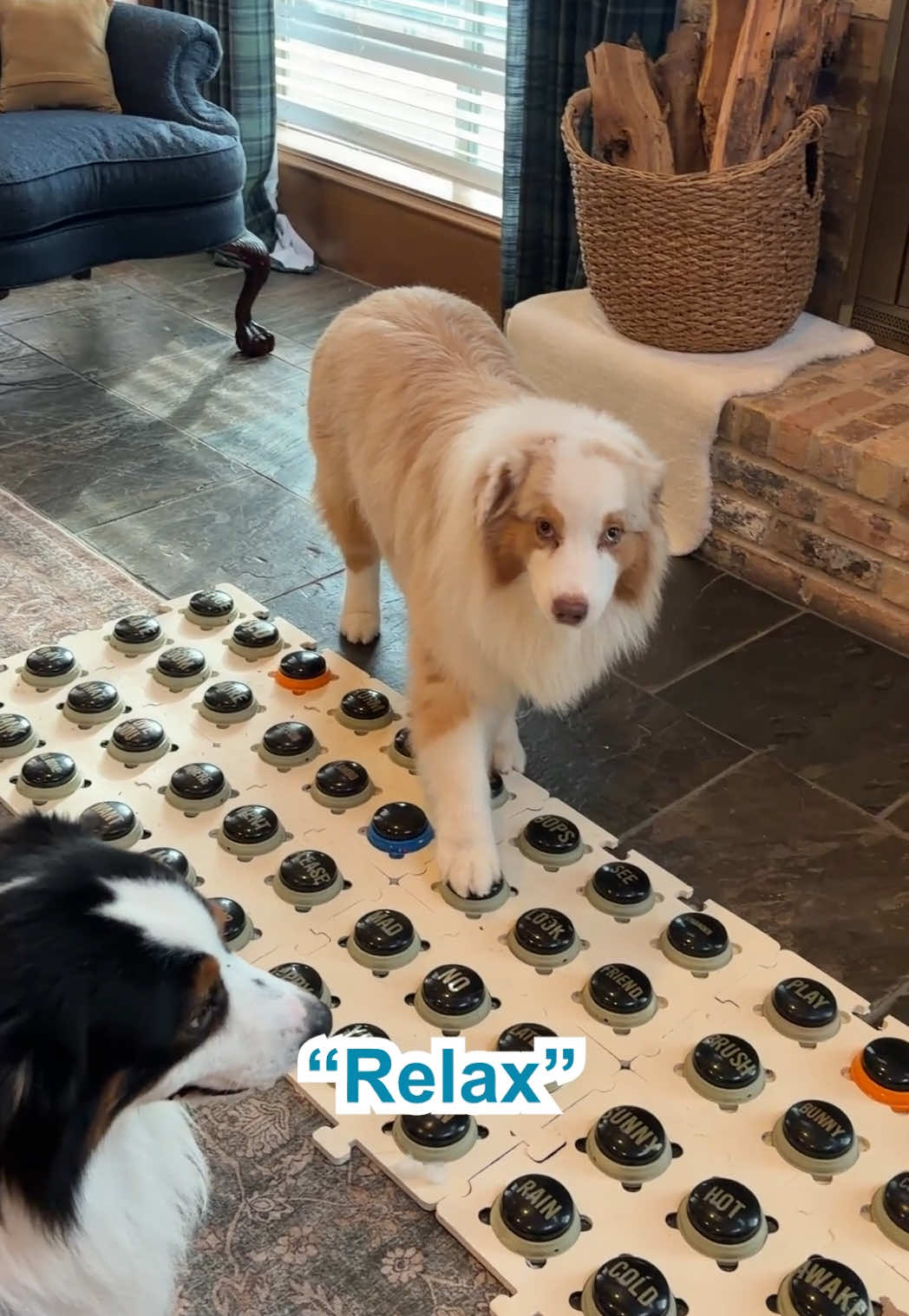 TikTok post by @flambothedog for Lesure Pet. Caption reads: [...] including how they sleep. The new @Lesure....