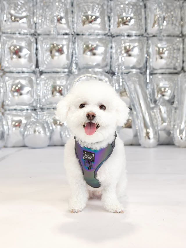 Instagram post by @bingsuthebichon for Sassy Woof. Caption reads: [...] for new beginnings~ 🩵
.
.
.
🐾 OOTD:....