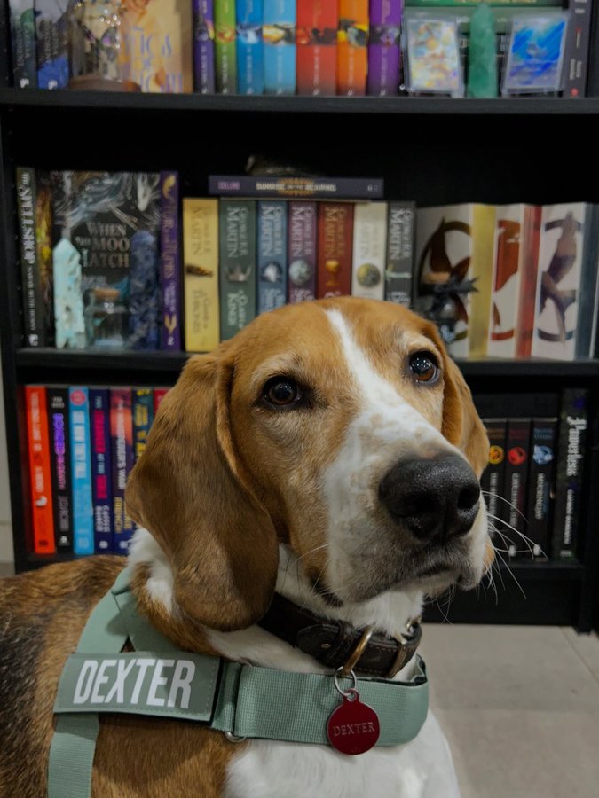 Instagram post by @_satansvessel_ for Dog Friendly Co. Caption reads: ✨Haven’t posted my fur baby in a while so blessing....