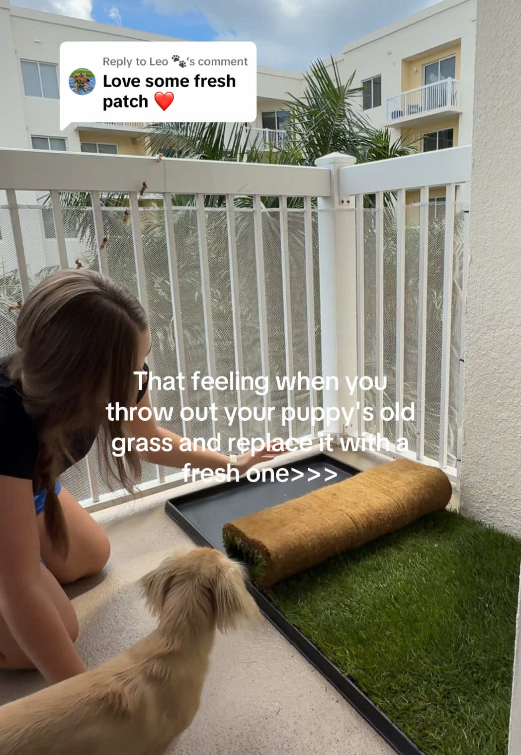 TikTok post by @cleotheween for freshpatch. Caption reads: [...] #citydog #apartmentdog #puppylife....