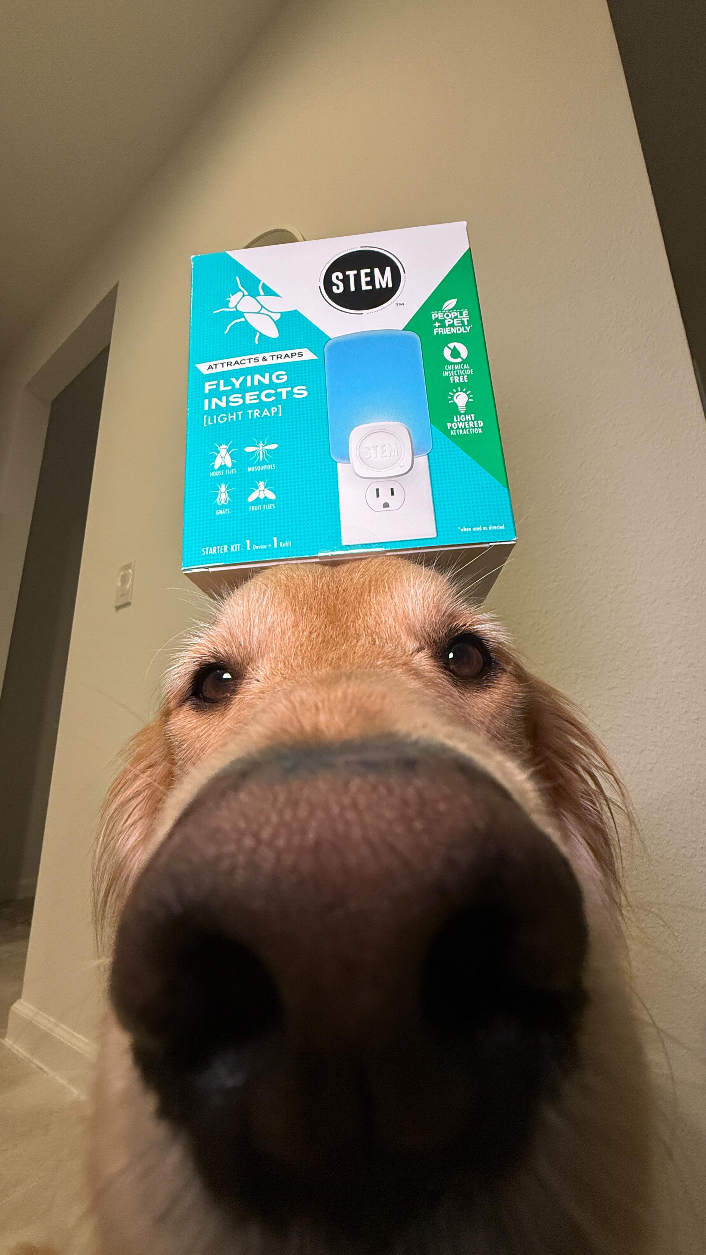 Instagram post by @the_goldendonut for STEMforBugs. Caption reads: #STEMPartner The Dog Days of Summer are in full....