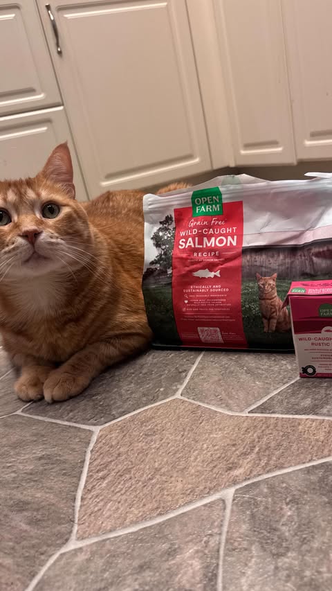 Instagram post by @orange_tabby_chicken for Open Farm Pet. Caption reads: [...] got to choose between sashimi and....