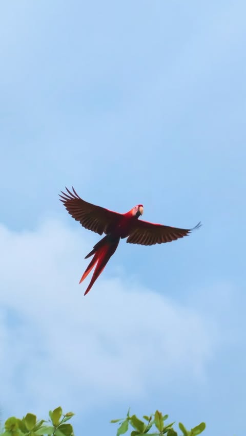 Instagram post by @noahlipsitz for OnePlus. Caption reads: [...] trip down in Costa Rica, captured on....