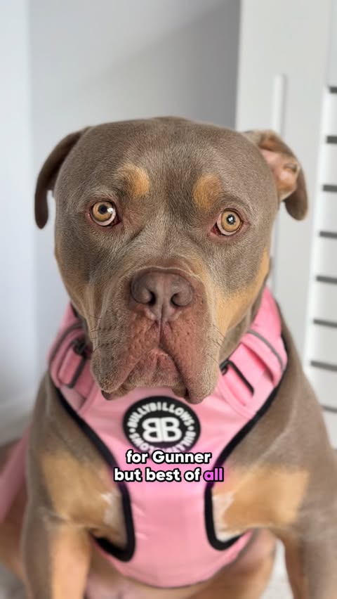 Instagram post by @justgunnerstunner for BullyBillows. Caption reads: [...] 💪 pink premium comfort harness from....