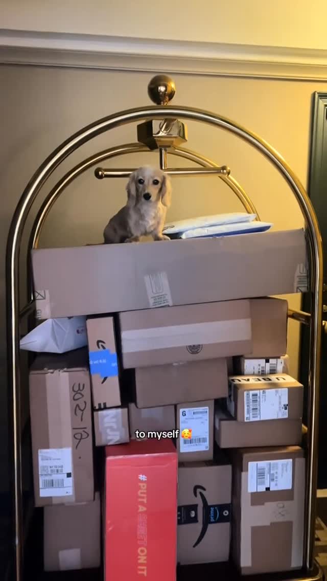 Instagram post by @panchothediva for Amazon Pets. Caption reads: who wants to be my assistant? comment the reason....