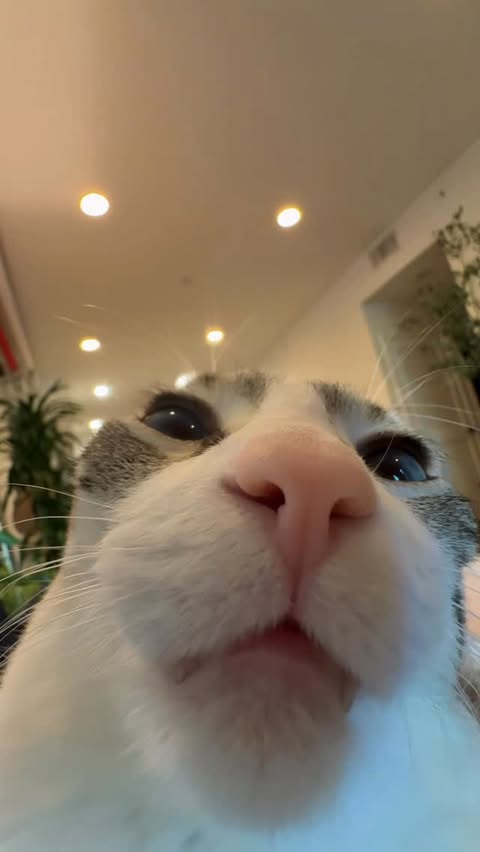 Instagram post by @sulleytheboy for Tractive. Caption reads: [...] holidays, look no further! 🐾

get the....