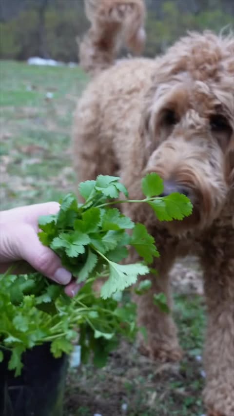 Instagram post by @kylemadeitt for The Nikos Knife. Caption reads: [...] a crisp corn crust 🌽

featuring....