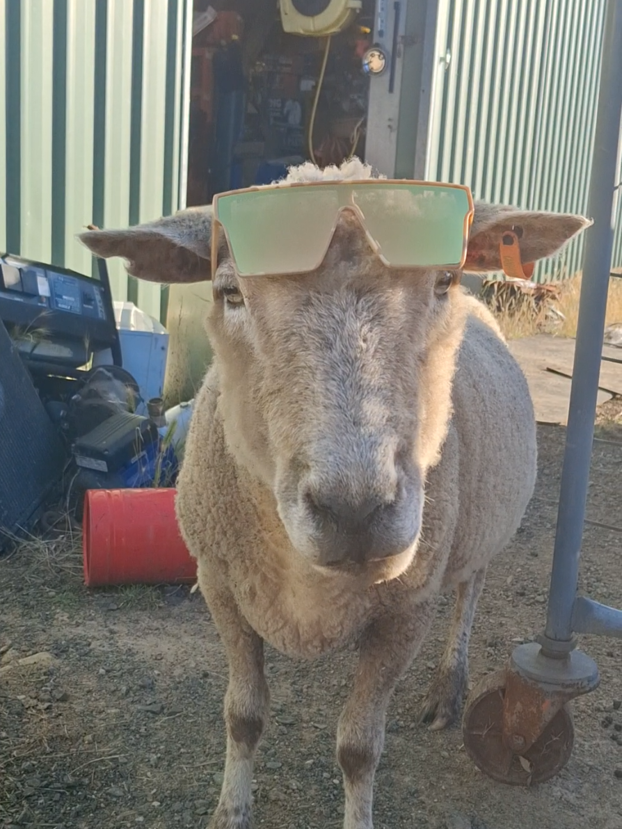 TikTok post by @gracie.mavric for TWO SVGE. Caption reads: 🌾Shazza rocking the @TWO SVGE iconic desert camo....