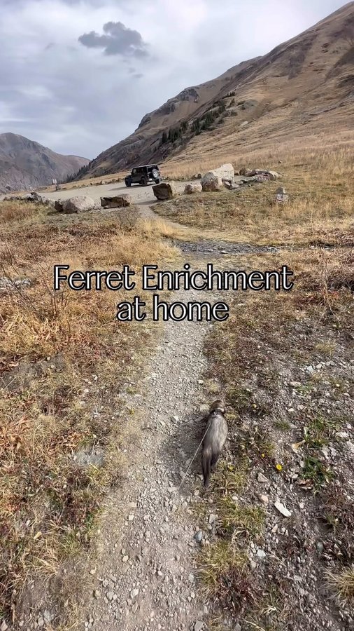 Instagram post by @hikingferret for Oxbow Animal Health. Caption reads: @oxbowanimalhealth makes a wobble teaser that is a....