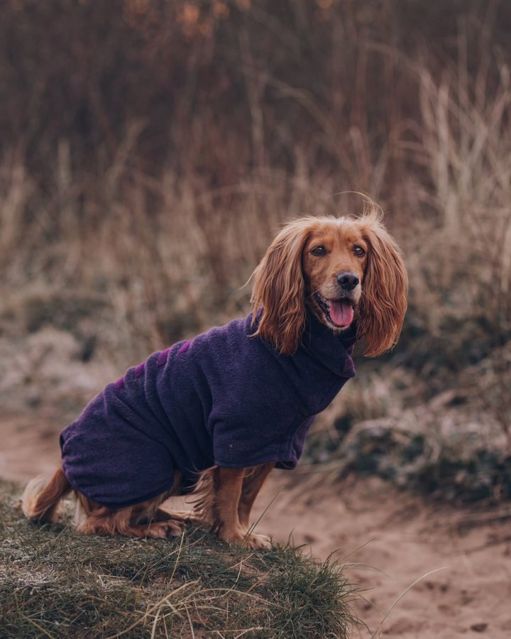 Instagram post by @woofwagwalk for Ruff and Tumble. Caption reads: [...] and water toys, obviously, and my....