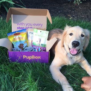 PupBox logo