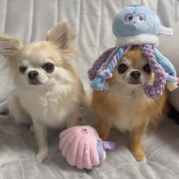 Instagram post by @mommomoon for Doggy Box. Caption reads: 今月のドギボ🎁🩷

今月はクラゲと貝🪼🫧
ドギボのおもちゃはいつもわんこも飼い主も楽しませる....
