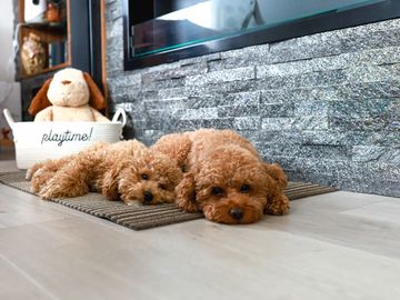 Instagram post by @teddy.the.prince for Chilewich. Caption reads: [...] got this gorgeous shag mat from @chilewich....