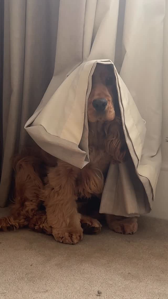 Instagram post by @lets.go.romeo for Star Wars. Caption reads: ROMEY-WAN KENOBI 🐾✨🪐

Frens give me ya best....