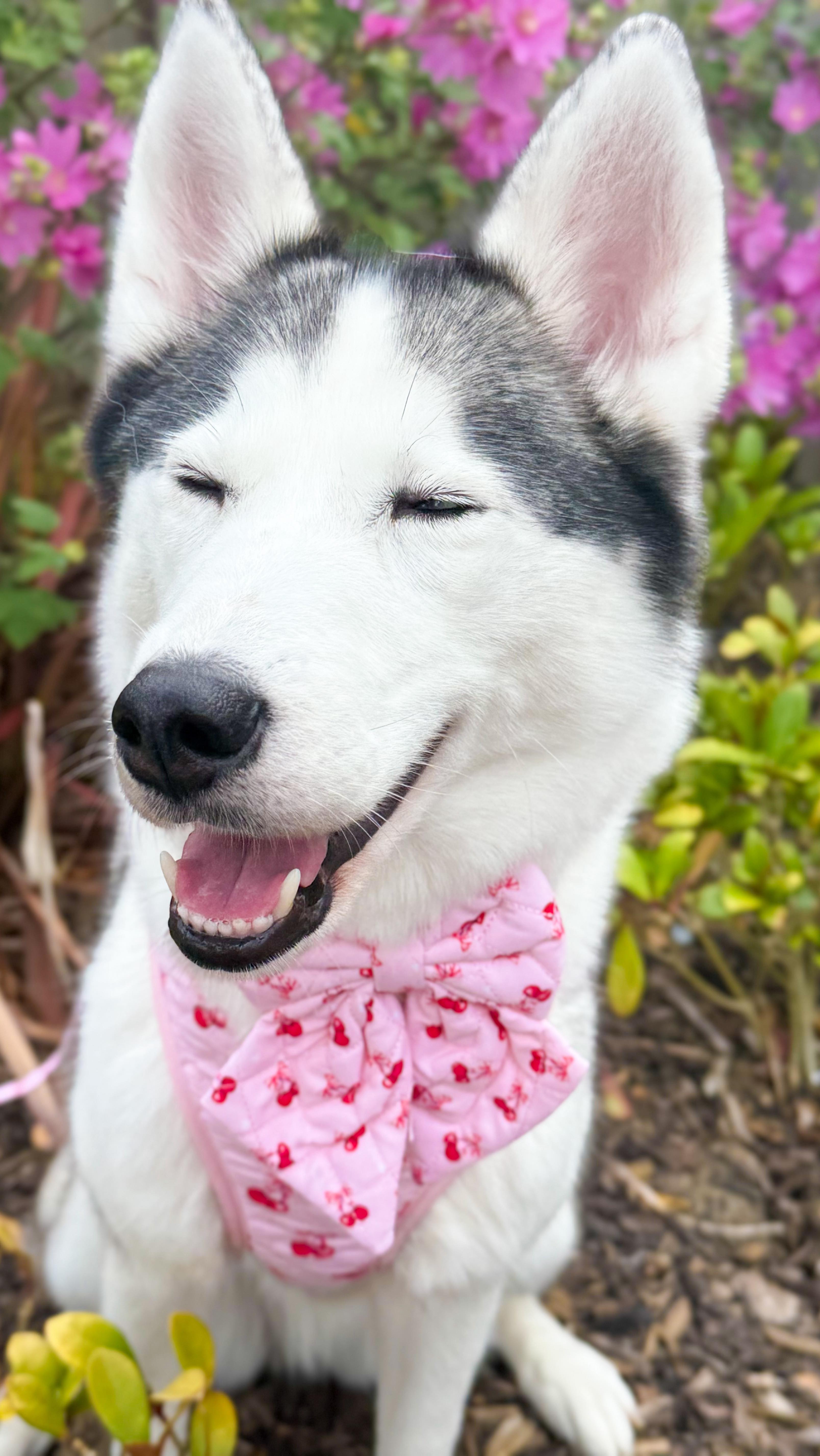 Instagram post by @thefoxwolfspotbossandbaby for Cookie & Chewkie. Caption reads: Happy Chewsday Frens 🍒💕💜🌸

Luna Mila and....