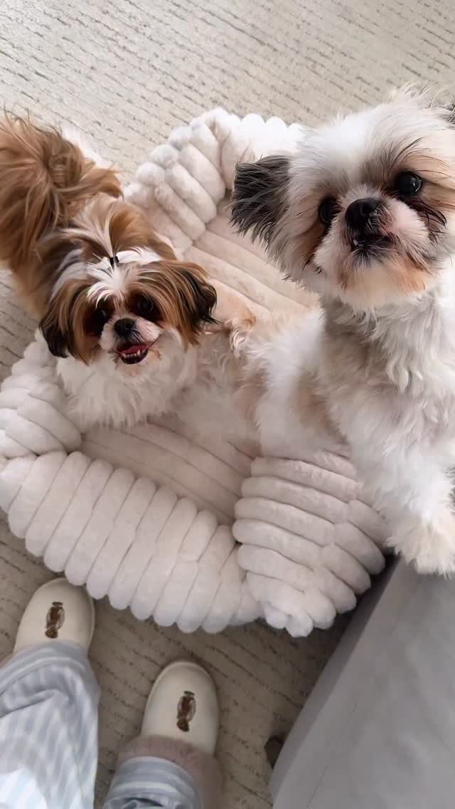 Instagram post by @amberallurestyle for Freshpet. Caption reads: Coffee for me, @freshpet for them☕️🐾 My mornings....