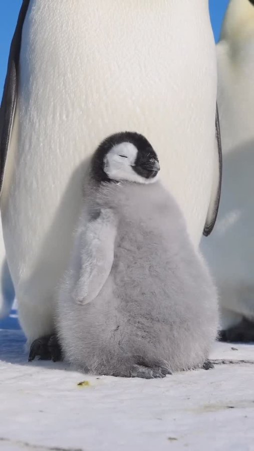 Instagram post by @bencallahannn_ for Discover Earth. Caption reads: Happy Friday, Earth lovers 🌎 This sleepy little....