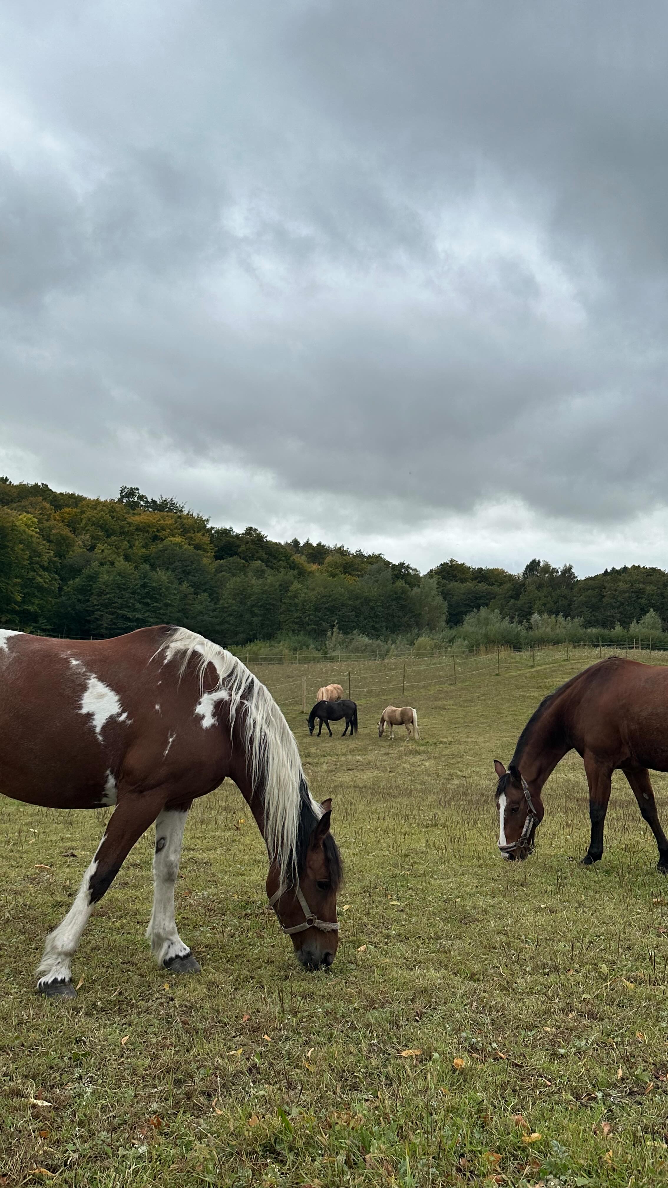 Instagram post by @annabjorkjohansson for Nelly. Caption reads: Annonce | A fall day with @nellycom 🤎🍂 #nellycom....