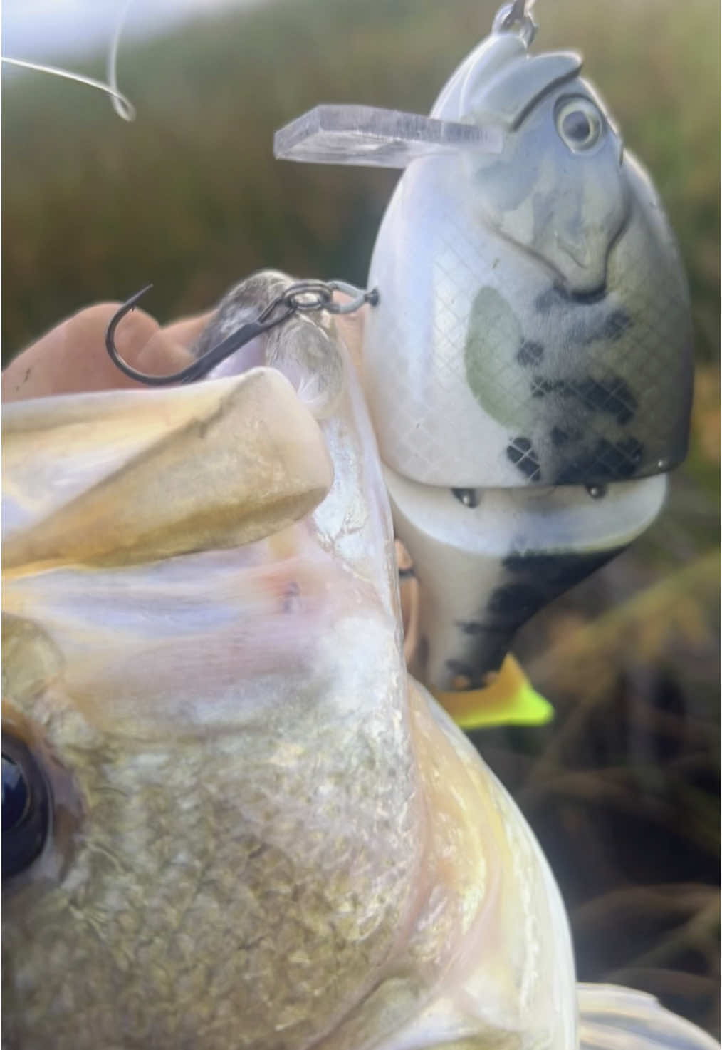 TikTok post by @fishn_shi for Gomexus. Caption reads: [...] but that’s where control starts. Gomexus....