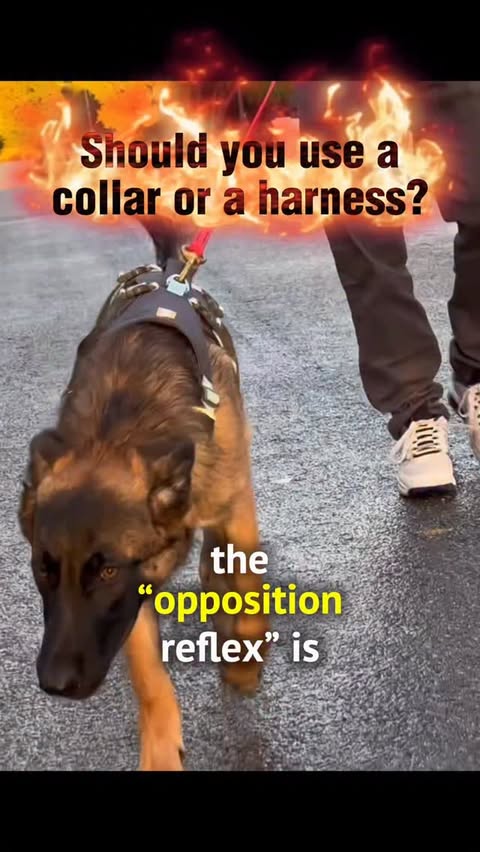 Instagram post by @breejustine for BarkBox. Caption reads: Trigger warning… Harnesses DON’T make your dog....