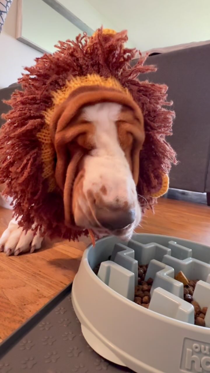 Instagram post by @chuck_thebasset for Open Farm Pet. Caption reads: [...] base of their dinner is @openfarmpet Wild....