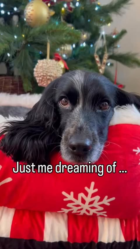 Instagram post by @dollythehearingdog for FunnyFuzzy. Caption reads: [...] be perfect for the job 🧡🧡 Thank you....