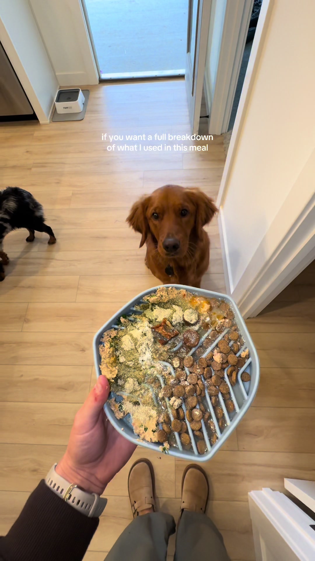 TikTok post by @tate_and_ellie for Native Pet. Caption reads: Replying to @Lisa & The Goldens you can never have....