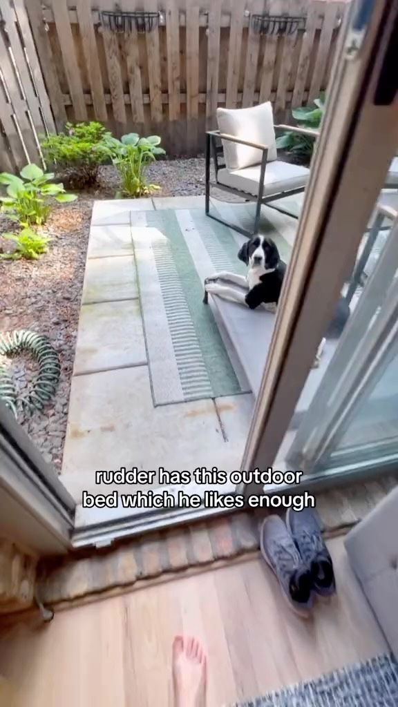 Instagram post by @myboyrudder for Amazon Pets. Caption reads: a year later, ruddy still LOVES this bed 🥰 it’s....