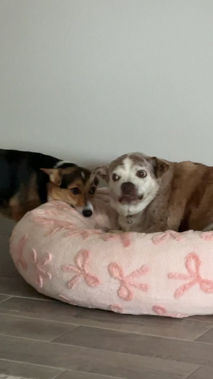 TikTok post by @jenniferreneenorton for Lesure Pet. Caption reads: [...] do love each other just arguing. 😂@Lesure....