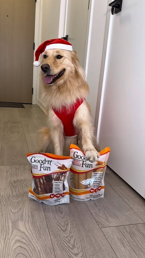 Instagram post by @charlies.castle for Good 'n' Fun. Caption reads: [...] matters into his own paws and ordered....