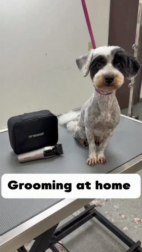 Instagram post by @animalkingdomdoggrooming for Oneisall. Caption reads: [...] so you can groom at home, link in bio.....