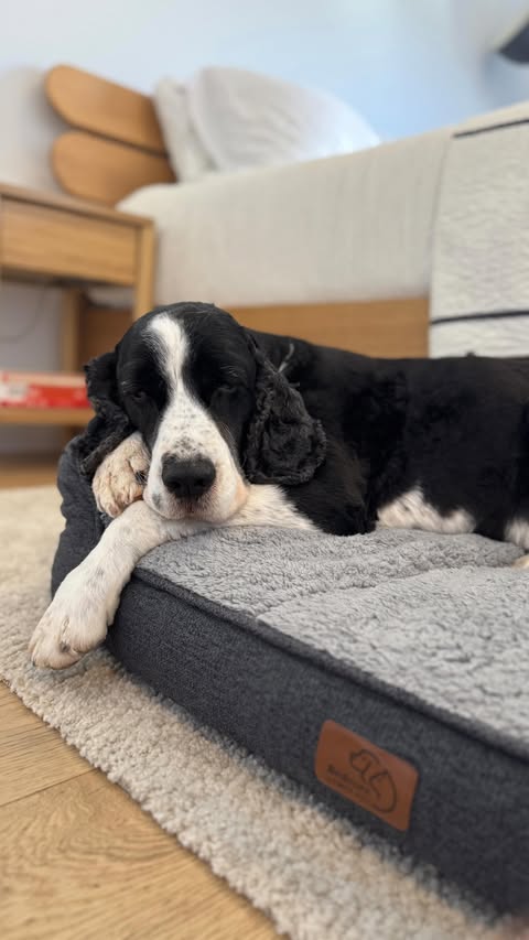 Instagram post by @myboyrudder for Bedsure Home. Caption reads: [...] #bedsurepartner 
@bedsurepet @bedsurehome.