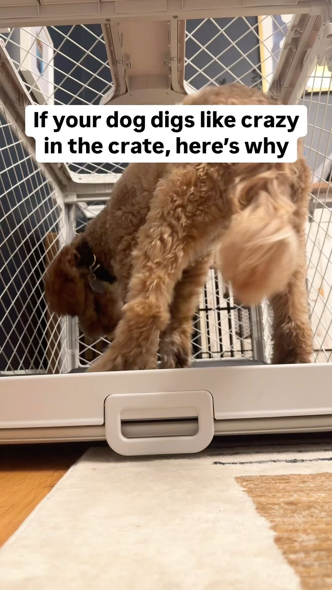 Instagram post by @that.dood.knox for Diggs. Caption reads: And he didn’t rip the bed👏🏻

Does your dog dig....