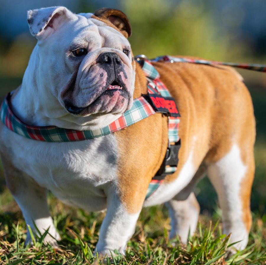 Instagram post by @bowser_the_english for Bullhug. Caption reads: Use code BOWSER10 for 10% off your next @bullhug....