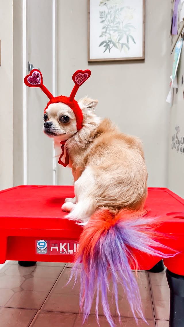 Instagram post by @canineantics for OPAWZ. Caption reads: Guava’s feeling festive 💘 I love using @opawz pet....