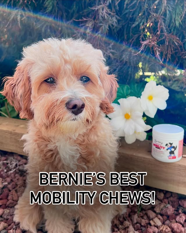 Instagram post by @lunathecavapoo.yvr for Bernie's Best. Caption reads: [...] in the comments! #gifted #HealthyPaws....
