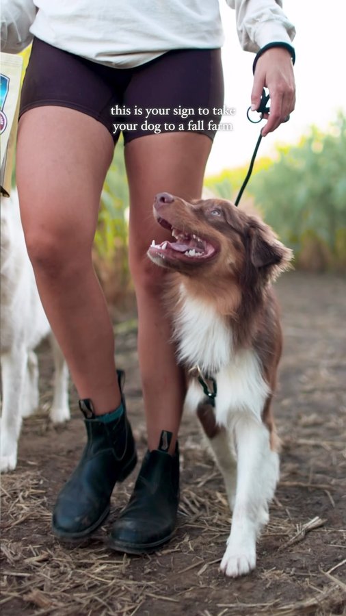 Instagram post by @roamwildwithus for ZIWI Pet Food. Caption reads: it’s not too late for some dog friendly fall farm....