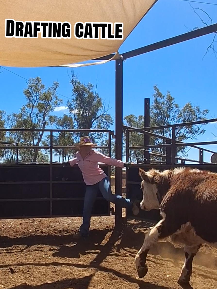 TikTok post by @gracie.mavric for TWO SVGE. Caption reads: [...] drafting hefiers from steers. @TWO SVGE ....