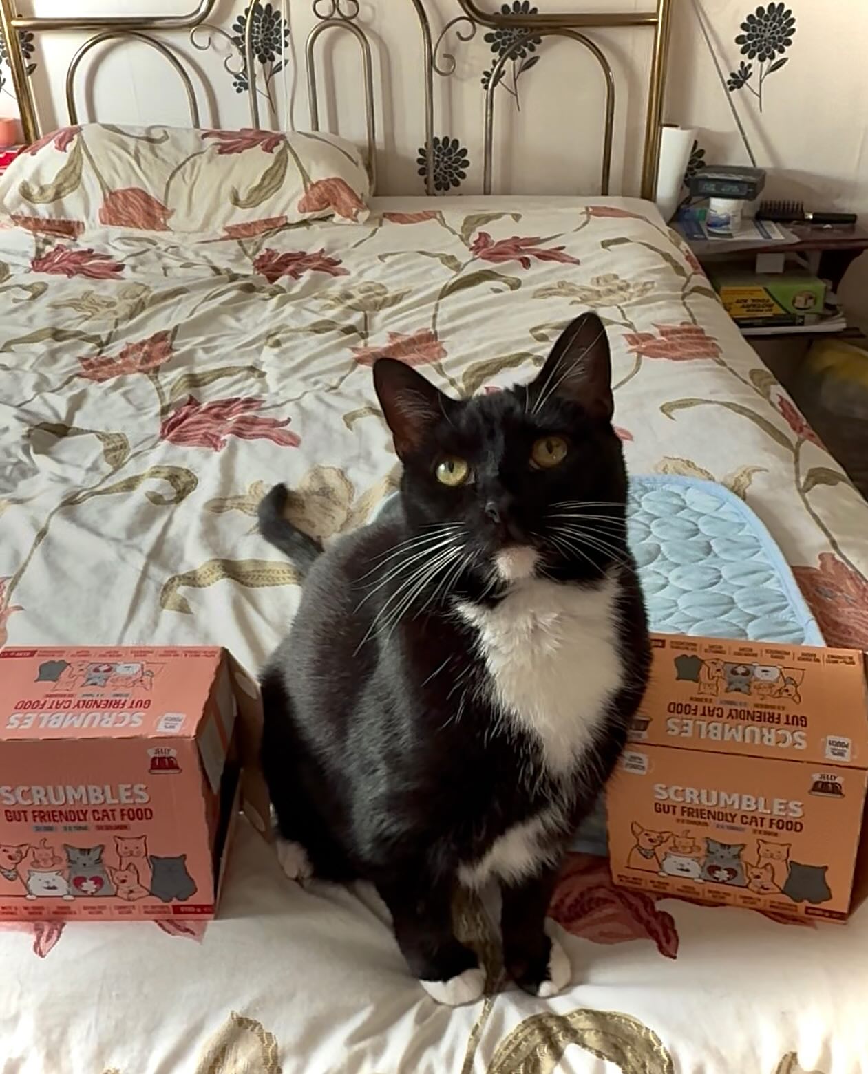 Instagram post by @milo.thetuxie for Scrumbles. Caption reads: How about some new food?? Today @scrumbles are....