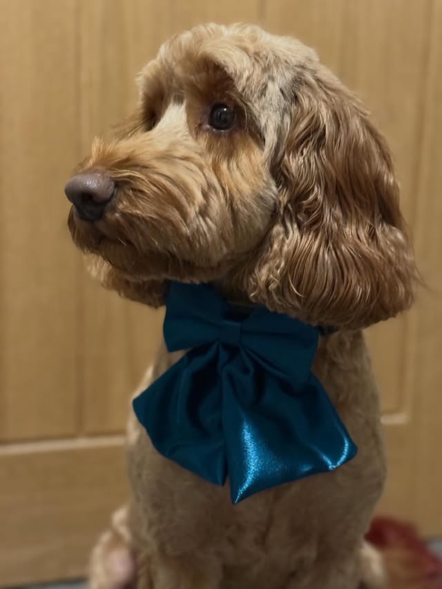 Instagram post by an influencer for Dog Bows Unlimited. Caption reads: [...] Teal Royale sailor bow @dogbowsunlimited The....