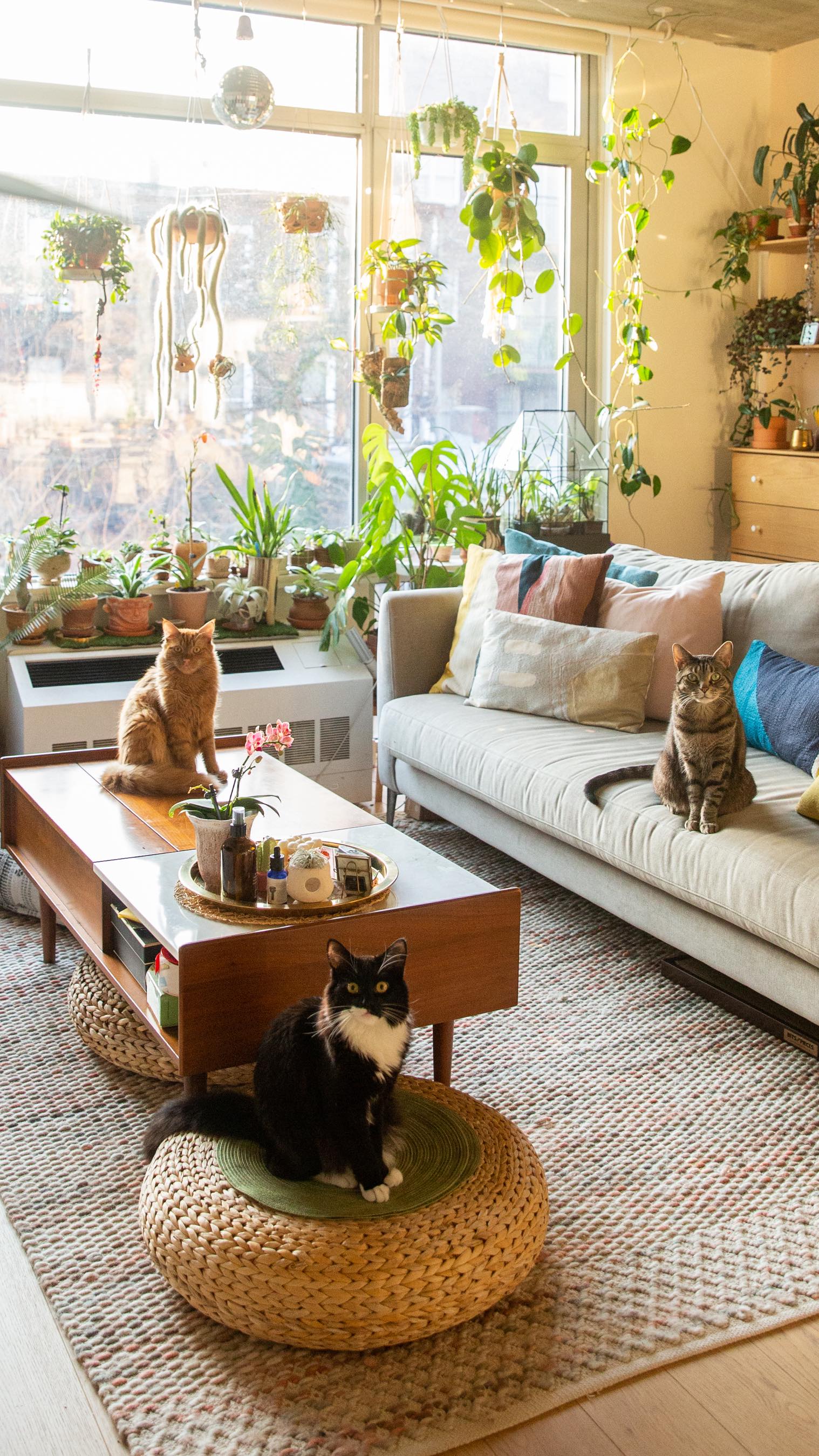 Instagram post by @welcometothejunglehome for Calm. Caption reads: [...] and affection quietly guide me toward calm,....