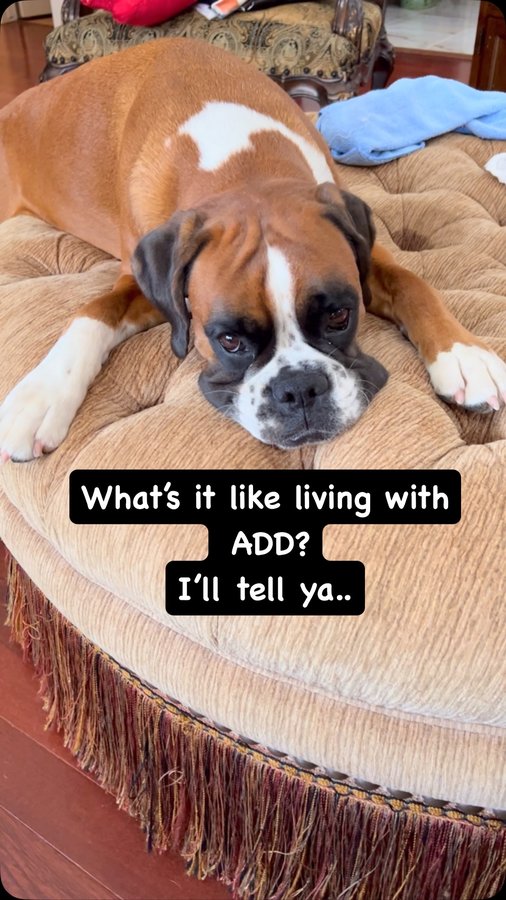 Instagram post by @josie_the_outlaw_boxer for – Wlo Store. Caption reads: [...] something fun? I think her #diy on my....