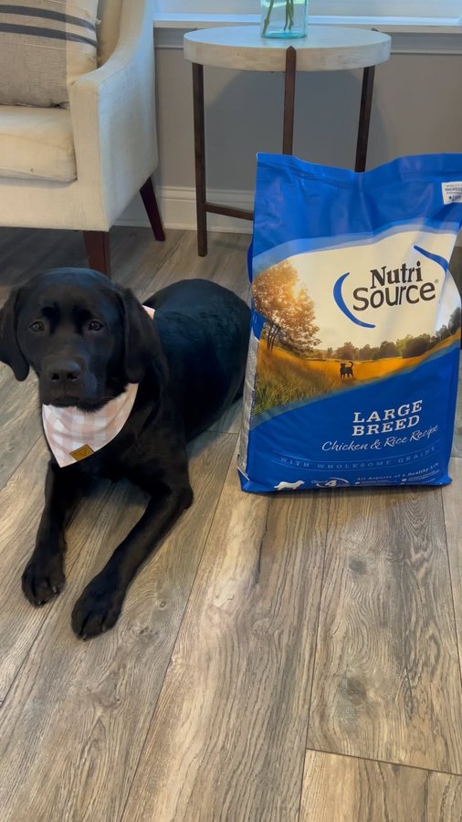 Instagram post by @theblacklabrador_poppy for NutriSource Pet Foods. Caption reads: Welcome to our morning routine with our girl....