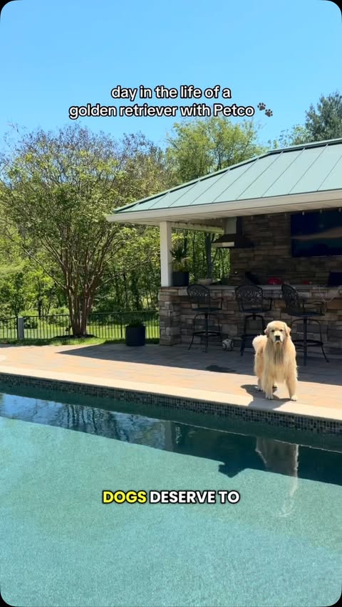 Instagram post by @dukethegolden for Petco. Caption reads: [...] golden retriever ☀️🐾 #Ad Thanks to @petco....