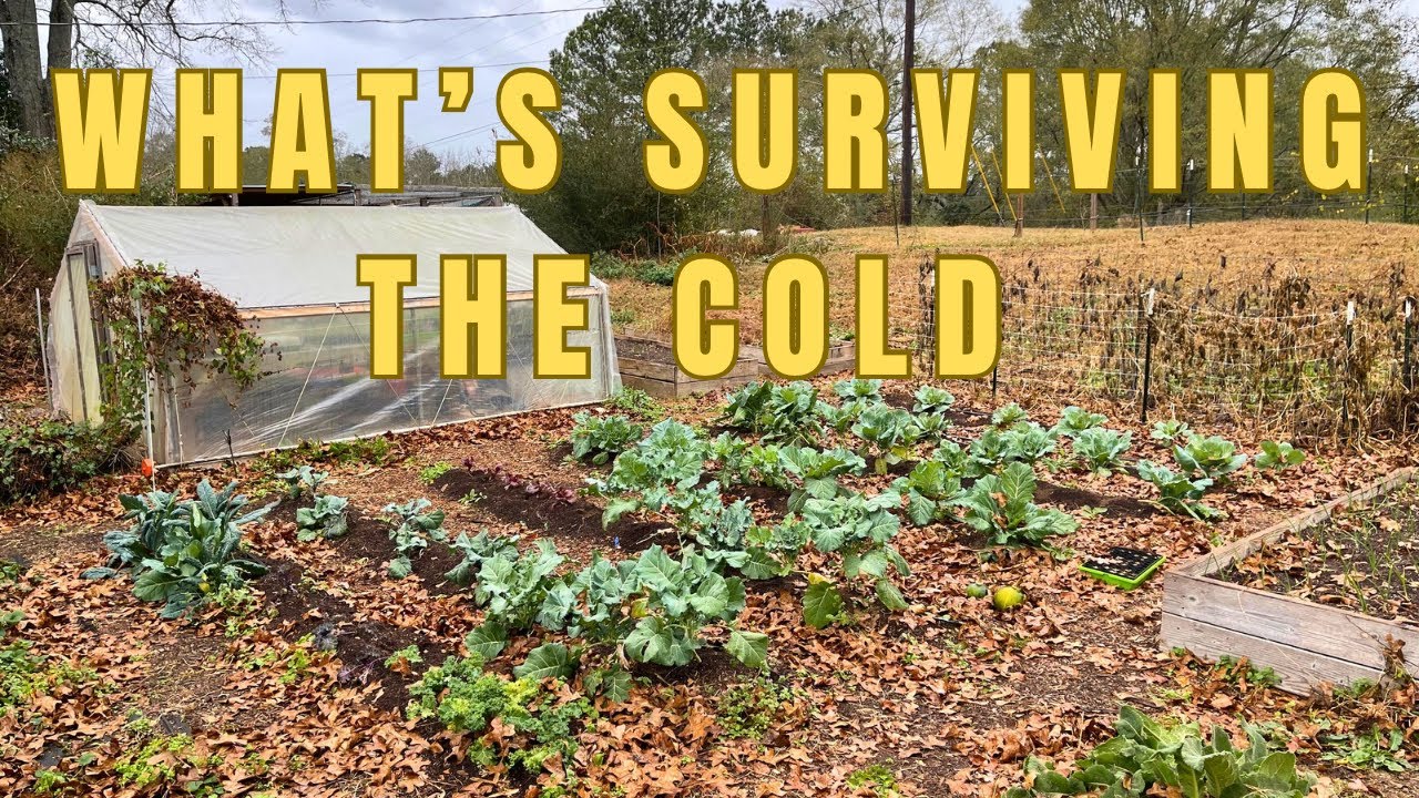 YouTube post by @saltydawghomestead for Farmers Defense. Caption reads: You Won't Believe How Well My December Garden Is....