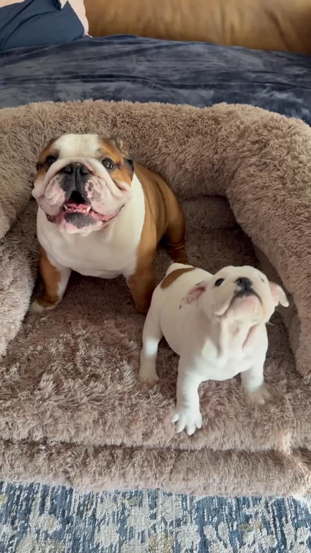 Instagram post by @bentleyandfinnn for Lesure Pet. Caption reads: #LesurePartner • There’s literally no such thing....