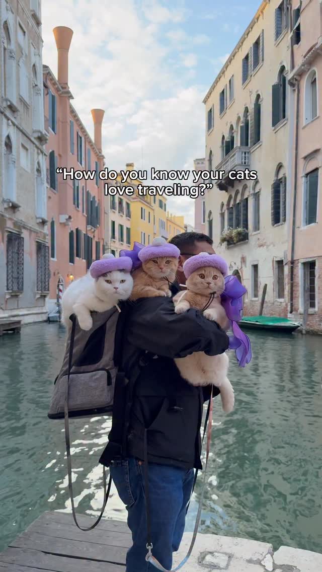 Instagram post by @spongecake_thescottishfold for Zoetis Petcare. Caption reads: Sponge Cake, Donut, and Buttercream are happy....